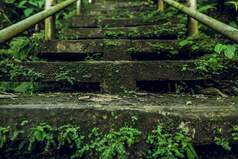 Combating Moss Growth with Pressure Washing A Local Guide for Olympia