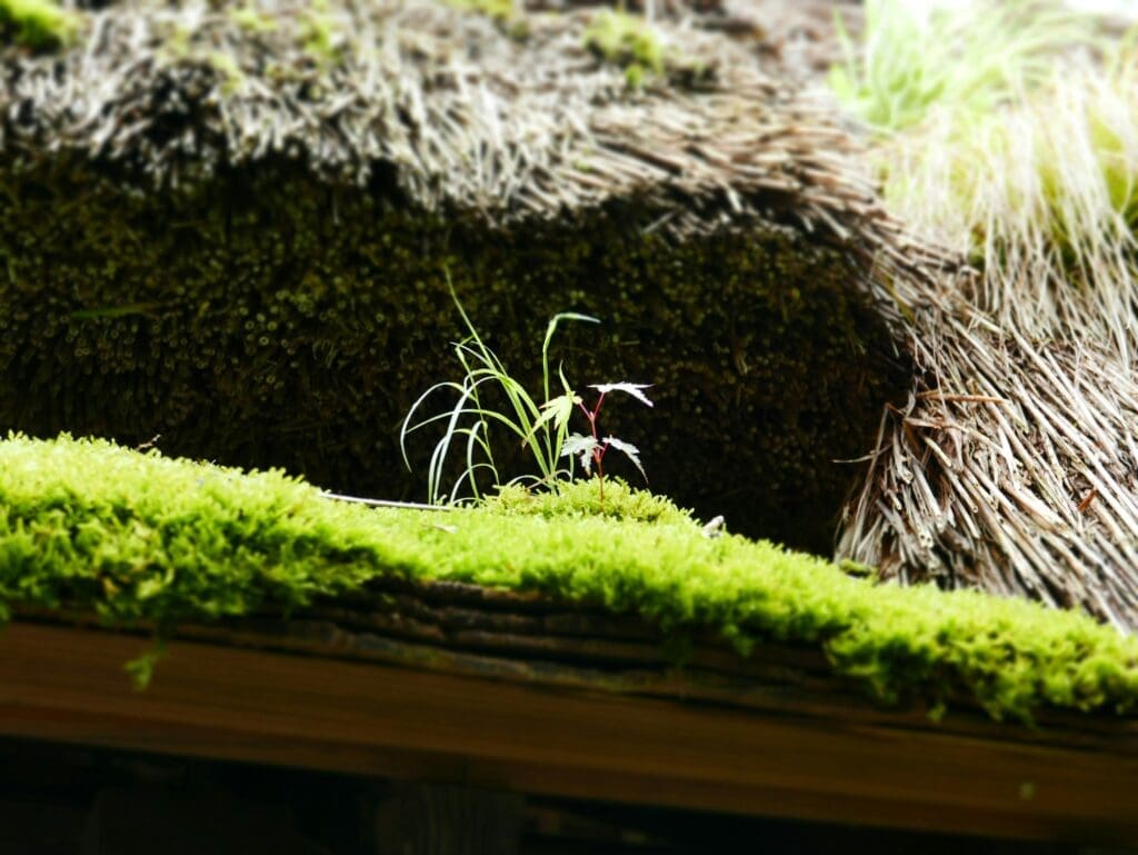 Moss Growth and Its Impact on Indoor Air in Olympia Homes