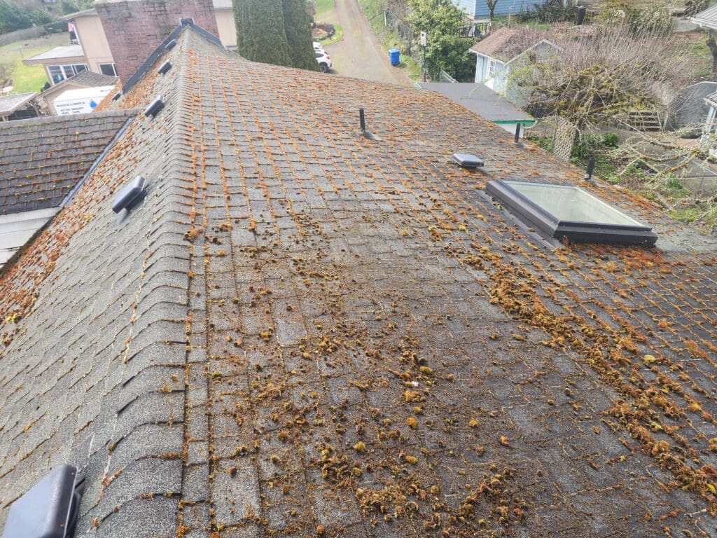 Safe and Effective Tips for Roof Cleaning in Olympia During Summer Heat ()