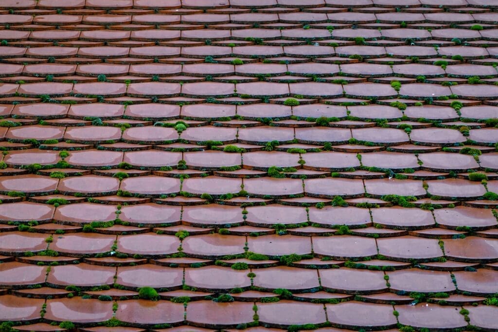 What to Expect During a Full Day Roof Cleaning in Olympia WA ()