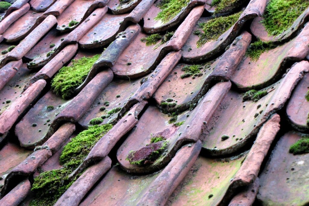What Olympia Moss Removal Experts Know About Roof Soft Washing