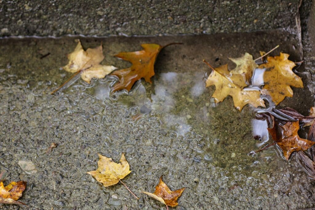 Dont Wait for Rain Gutter Clean