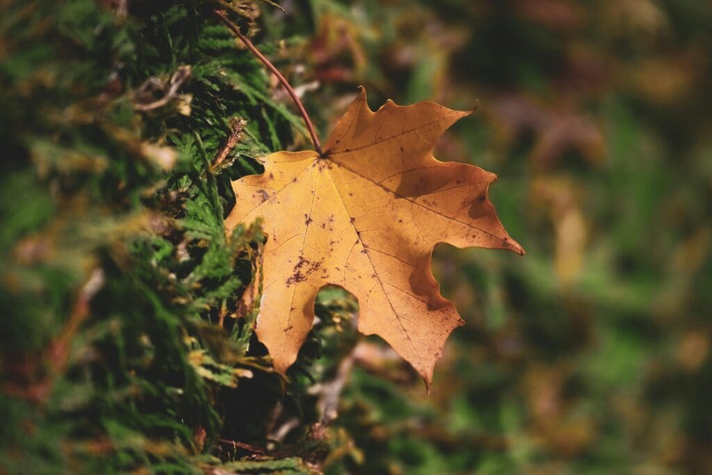 Moss and Leaves This Fall