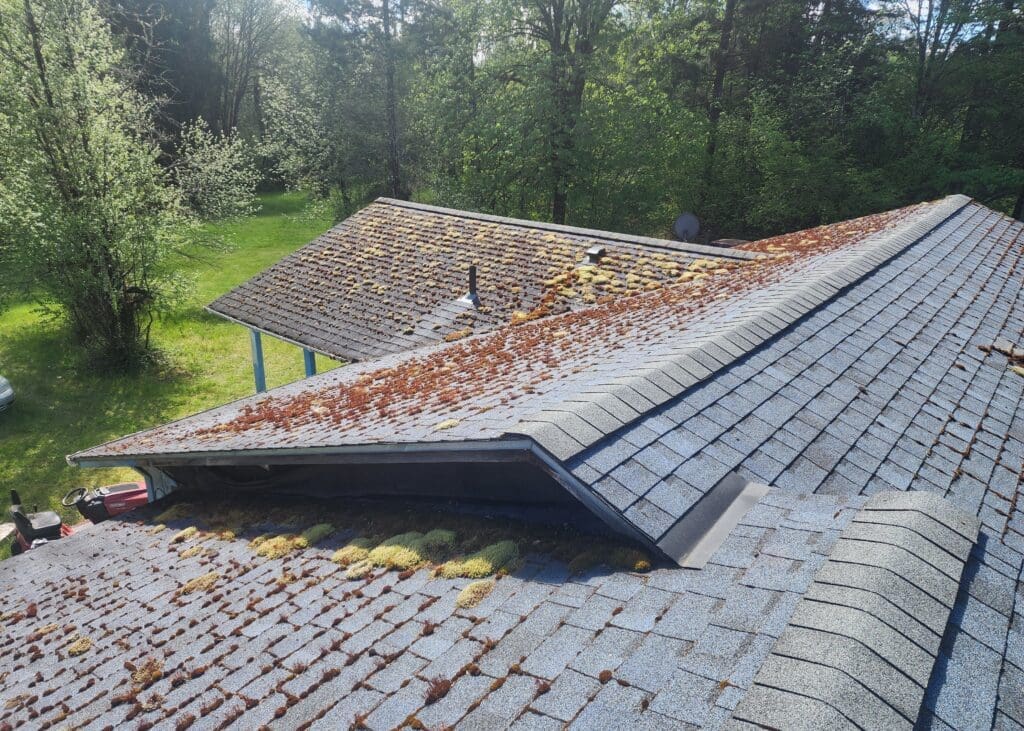 Moss-covered residential roof in spring